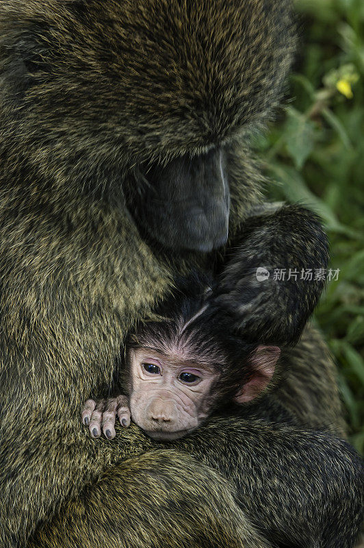 橄榄狒狒(Papio anubis)，又称阿努比斯狒狒，是旧大陆猴科的一员。纳库鲁湖国家公园，肯尼亚。母亲在给小婴儿梳洗。